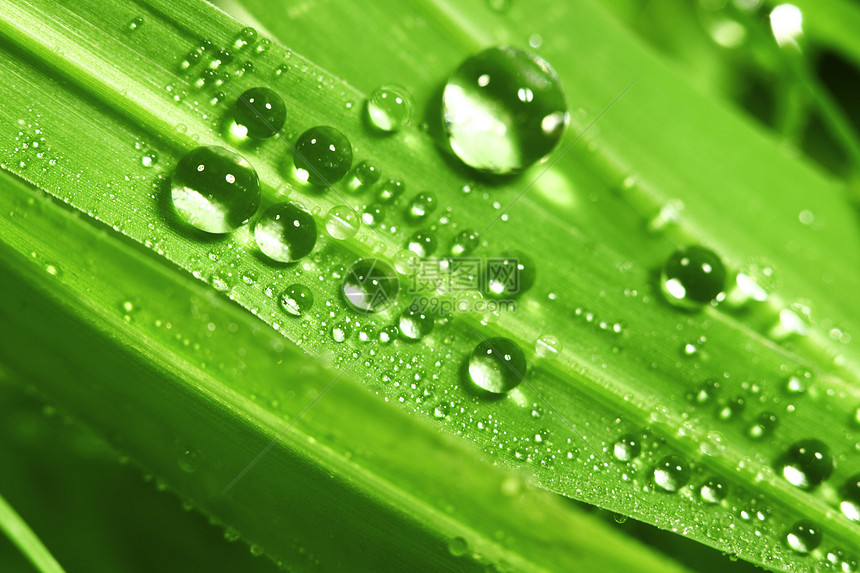 大水滴树叶液体刀刃环境花园草本植物阳光宏观生长雨滴图片