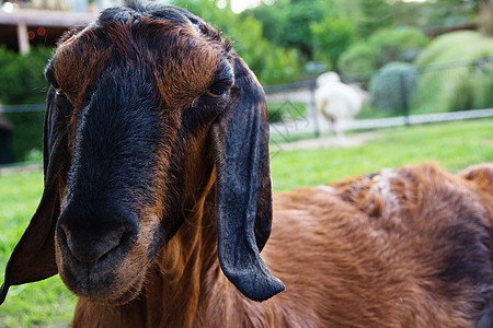 农场山羊的肖像牧场动物场地家畜生活眼睛棕色毛皮耳朵农田图片
