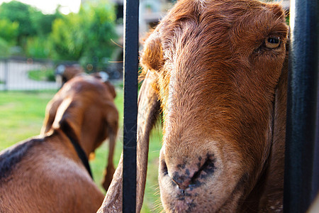 农场里的山羊乡村耳朵动物毛皮家畜国家草地农田场地绿色图片