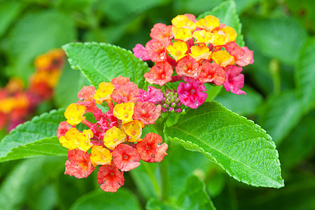 兰塔纳叶子野生动物植物群花瓣季节植物学花园紫色植物篱笆图片