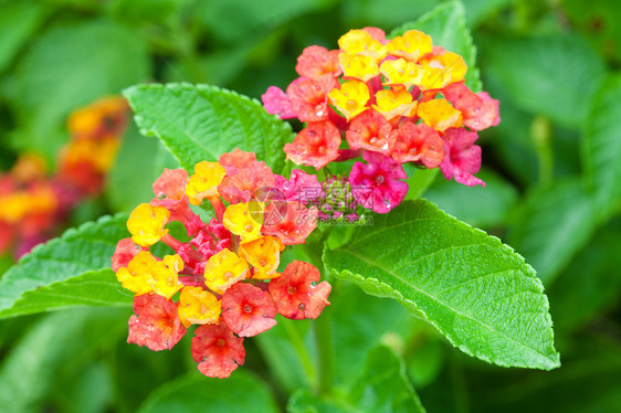 兰塔纳叶子野生动物植物群花瓣季节植物学花园紫色植物篱笆图片