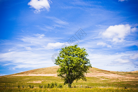 在美丽的夏日风景中的孤树图片