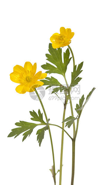 黄花果叶子花序植物黄色植物群宏观花瓣野花图片