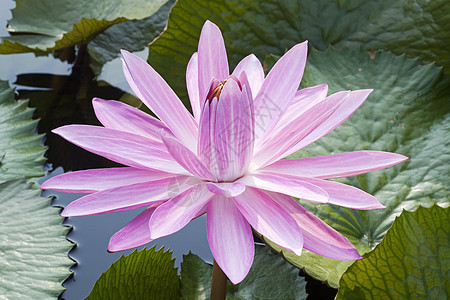 开花粉红色莲花池塘叶子热带粉色花园绿色风景荷花图片