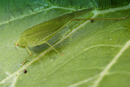 意大利 意大利 叶子上方的天线昆虫生物学料斗公园植物漏洞蟋蟀害虫荒野图片