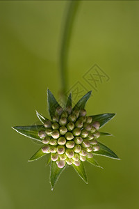 绿色背景的利比亚花瓣金银花硅烷叶子宏观花粉雌蕊花园紫色阴影图片