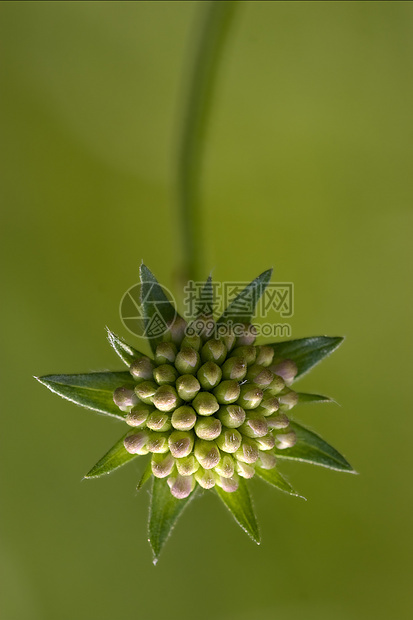 绿色背景的利比亚花瓣金银花硅烷叶子宏观花粉雌蕊花园紫色阴影图片