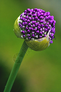 绿色背景的利比亚紫色叶子硅烷蓝色花粉花瓣雌蕊金银花交换宏观图片