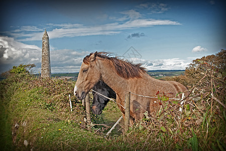 爱尔兰马和古老圆塔的两对放牧图片