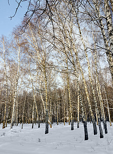 野生冬季森林桦木天空小路魔法假期水晶墙纸松树冻结木头图片
