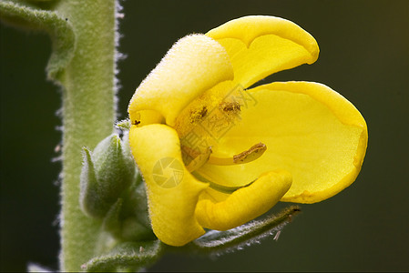 黄花 黄花 阴阳极花瓣灰色黑色绿色叶子荒野月见草棕色花粉洋甘菊图片