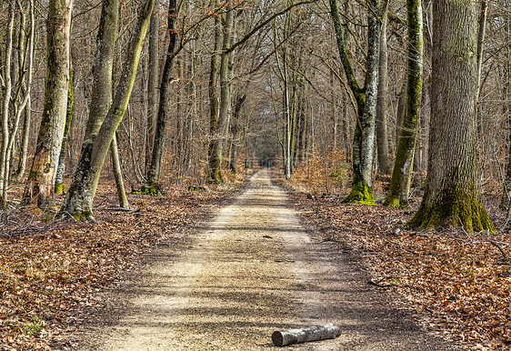森林中的足迹叶子树木人行道公园树干季节树叶地球旅行季节性图片