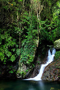 与瀑布相伴的丛林森林绿色池塘风景农村岩石木头石头植物公园图片