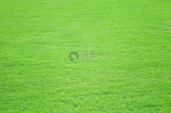 草场草地背景图片