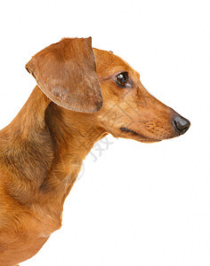 Dachshund 狗狗世俗热狗头发香肠动物小狗棕色宠物白色图片