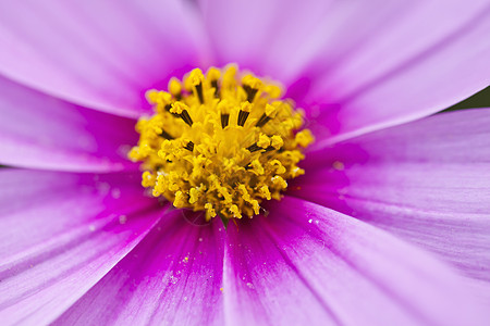 粉红花瓣 花朵上的宏图片