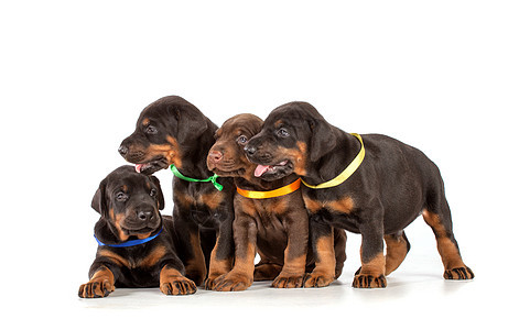 多伯曼小狗群动物哺乳动物犬类短毛警卫猎犬黑色团队家庭工作室图片