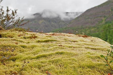 岩石 覆盖着苔胱峡谷石头荒野顶峰运动背包旅行自然保护区公园冒险图片