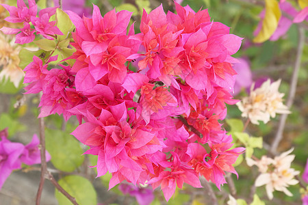 花朵在花园里放着粉色叶子花瓣植物公园植物群热带团体绿色图片