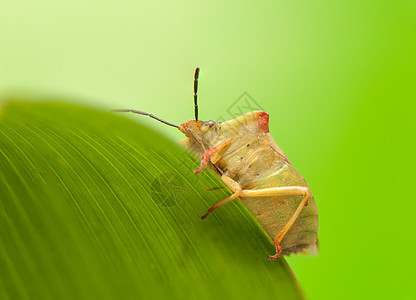 卡波科里斯福斯西皮纳斯野生动物昆虫宏观甲虫害虫动物学果树翅膀动物棕色图片