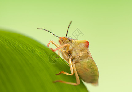 卡波科里斯福斯西皮纳斯害虫宏观动物翅膀动物群棕色昆虫果树甲虫荒野图片