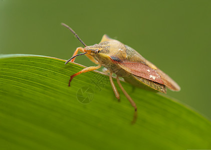 卡波科里斯福斯西皮纳斯甲虫动物群天线害虫棕色野生动物漏洞昆虫学半翅目褐棘图片