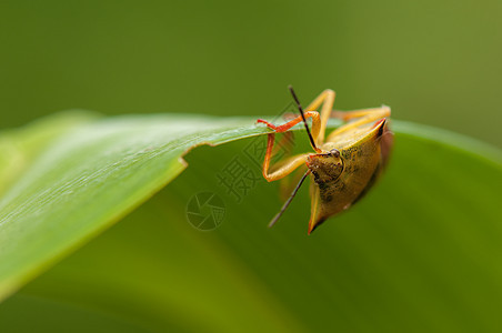 卡波科里斯福斯西皮纳斯翅膀野生动物昆虫动物褐棘动物学眼睛棕色漏洞宏观图片
