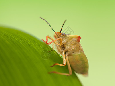 卡波科里斯福斯西皮纳斯害虫昆虫学宏观半翅目昆虫眼睛漏洞天线荒野动物群图片