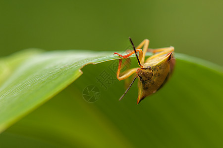卡波科里斯福斯西皮纳斯宏观动物群动物学昆虫半翅目甲虫天线棕色野生动物翅膀图片