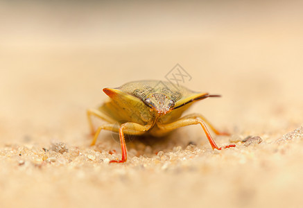卡波科里斯福斯西皮纳斯昆虫昆虫学动物学褐棘眼睛甲虫天线动物动物群漏洞图片