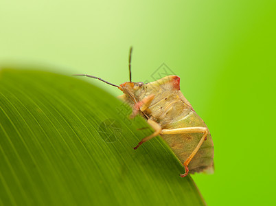 卡波科里斯福斯西皮纳斯动物学昆虫宏观动物群天线漏洞棕色荒野眼睛半翅目图片