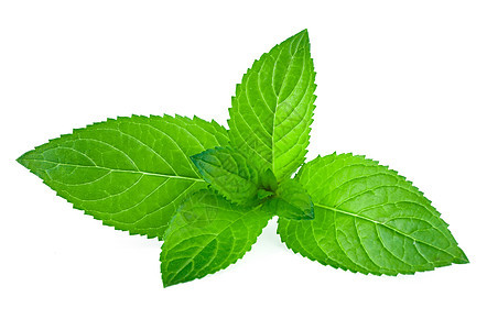 白色上隔离的新鲜绿色薄膜叶子食谱香脂植物花园疗法食物薄荷芳香香味图片