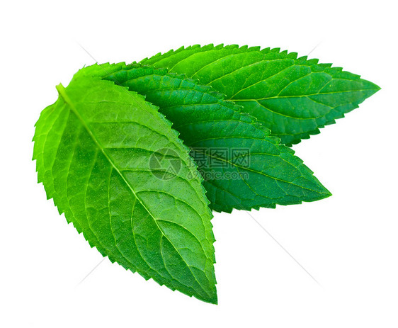 白色上隔离的新鲜绿色薄膜香脂呼吸草本植物香味植物薄荷疗法药品园艺叶子图片