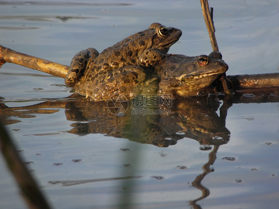 池塘里的青蛙蟾蜍宏观生物学荒野两栖沼泽眼睛绿色野生动物反射图片