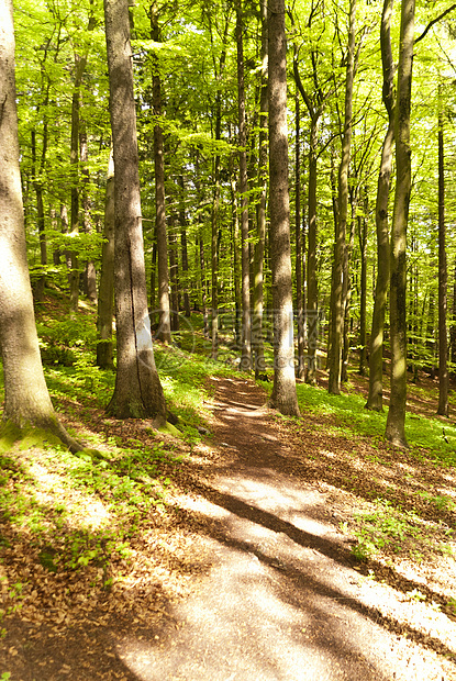 登山旅行小道Eifelsteig上绿色森林山毛榉荒野树木踪迹树冠丛林叶子小路图片