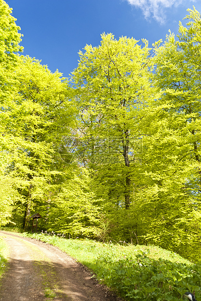 登山旅行小道Eifelsteig上远足绿色叶子树冠森林足迹树木小路荒野踪迹图片