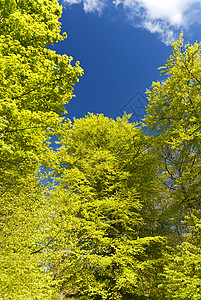 艾菲尔河中的比叶树踪迹丛林远足小路森林木头足迹树木树冠绿色图片