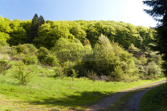 登山旅行小道Eifelsteig上绿色荒野小路树木叶子足迹树叶丛林远足树冠图片