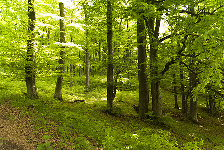 艾菲尔河中的比叶树山毛榉树叶树木远足绿色足迹森林小路荒野木头图片