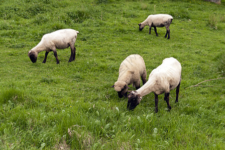 牧羊在草地上绿色羊群牧场足迹绵羊牧歌踪迹动物远足背景图片