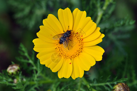 黄花上的苍蝇宏观植物群蜉蝣马蝇昆虫机器人生物翅膀野花花粉图片