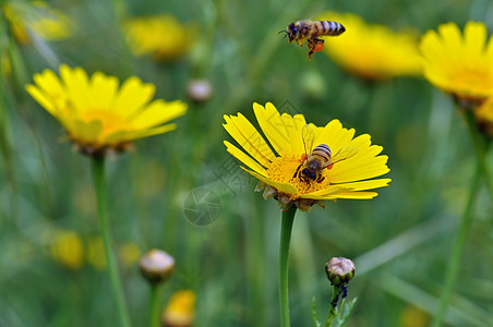 收集花粉的蜜蜂飞行花蜜栖息地天气季节植物群昆虫学花瓣植被翅膀图片
