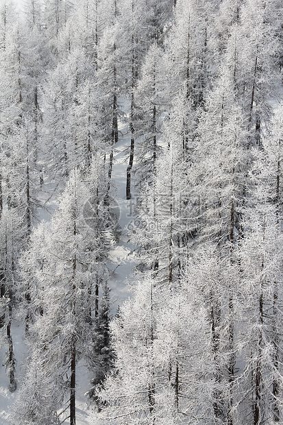 冬季山中美丽的林林气候童话天气树木假期天空国家公园木头阳光图片