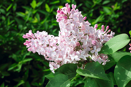 粉粉花绿色紫色植物叶子季节花园植物群粉色衬套图片