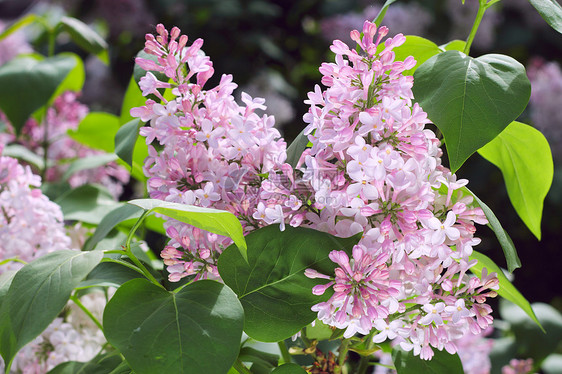 粉粉花绿色叶子紫色植物群粉色花园植物衬套季节图片
