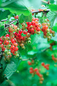 红曲线团体园艺收获水果宏观植物食物蔬菜生长果汁图片