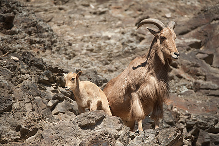野羊哺乳动物动物小动物野生动物岩石父母山羊母亲羊肉喇叭图片