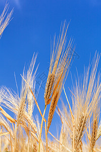 以小麦的耳朵对准天空生长谷物面包玉米金子乡村阳光农场粮食稻草图片