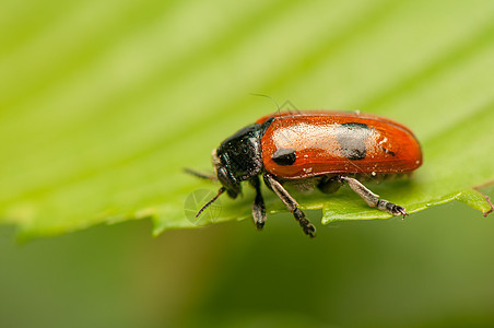 液压阴极收藏昆虫瓢虫害虫生物学眼睛甲虫蜜壶荒野季节图片