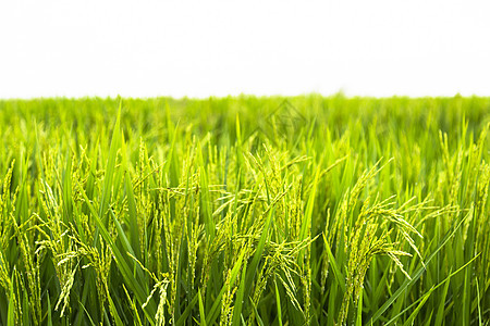 帕迪田地主食培育栽培灌溉经济生产粮食叶子生长收成图片